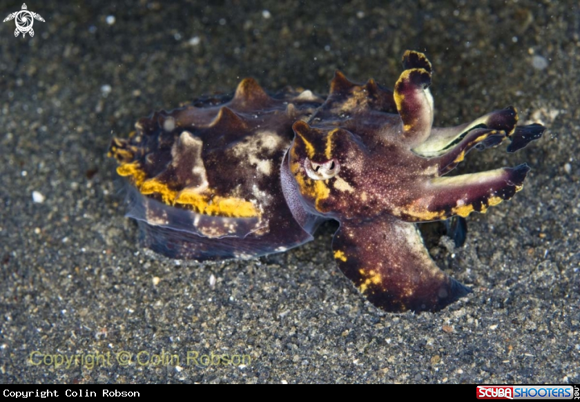 A cattel fish