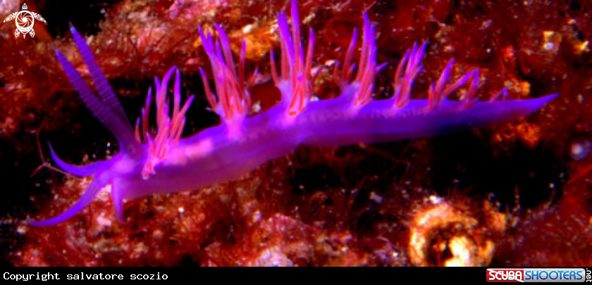 A underwater creature