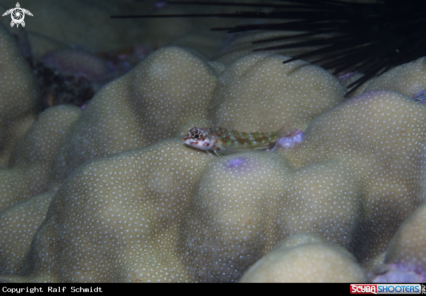 A Andaman Sea