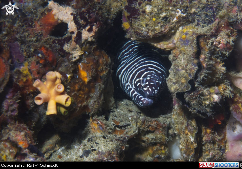 A Adaman Sea