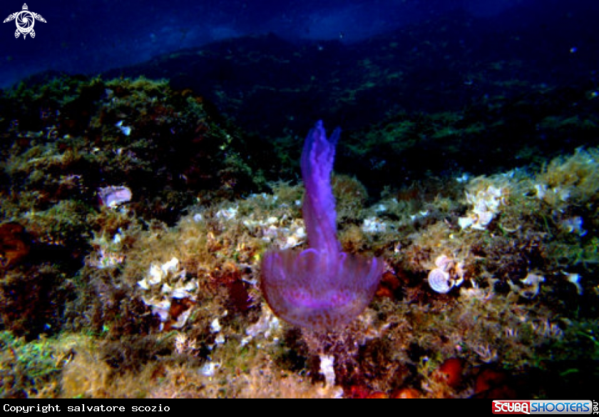 A underwater creature