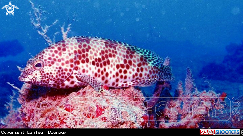 A Honeycomb Grouper adult