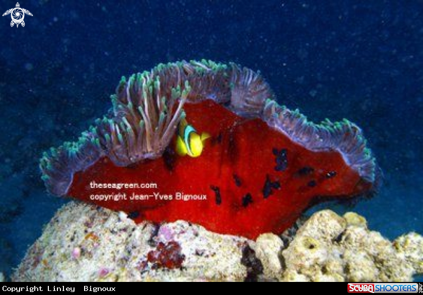 A Clownfish and Anemone ,Pointe d'Esny Mahebourg