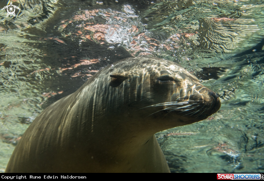 A California Sea Lion