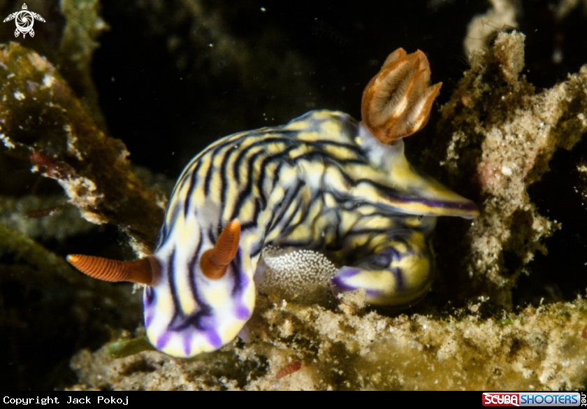 A Hypselodoris zephyra