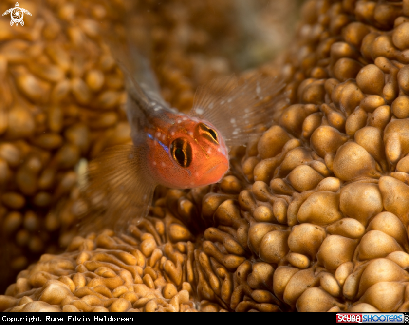 A Goby