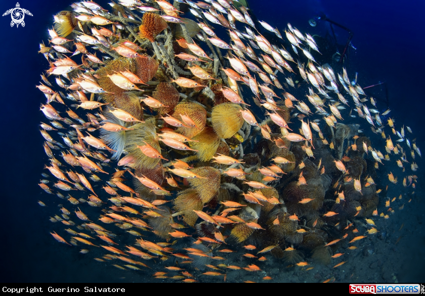 A Macroramphosus scolopax