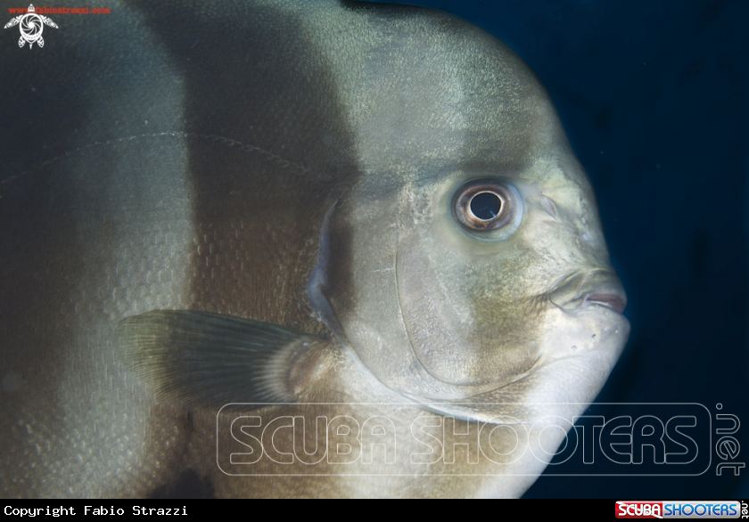 A underwater creature