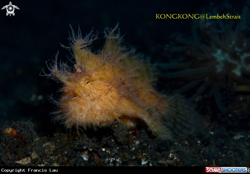 A Orange Frogfish