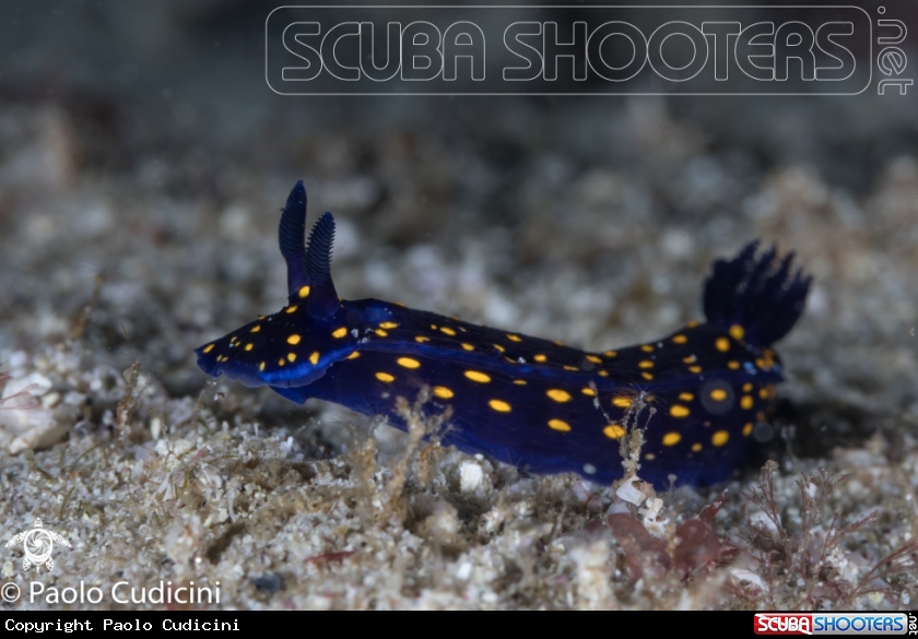A Hypselodoris ghiselini