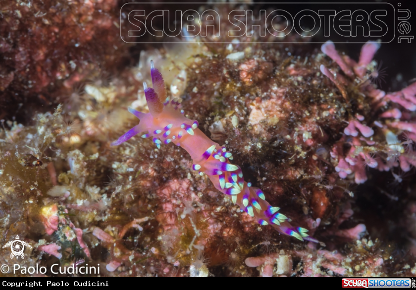 A Desiderable Flabellina 
