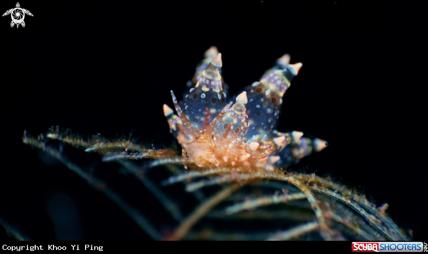 A Nudibranch
