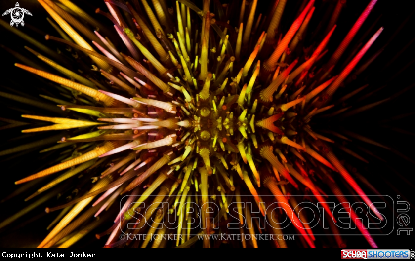 A Cape Urchin