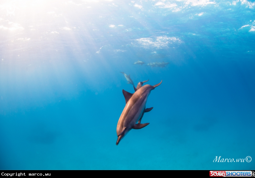 A Dolphin