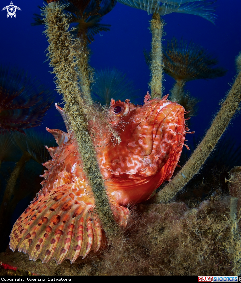 A Scorpaena scrofa