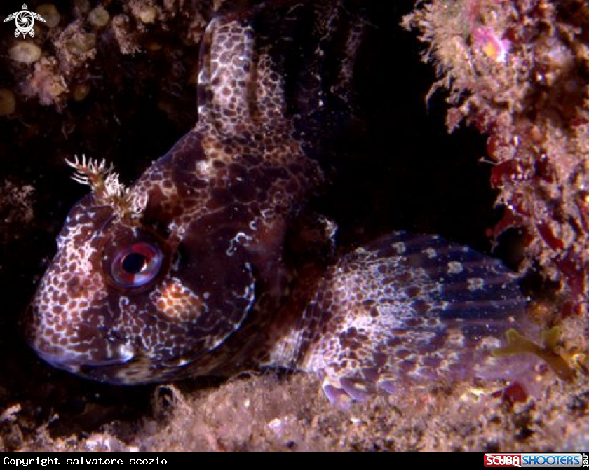 A underwater creature