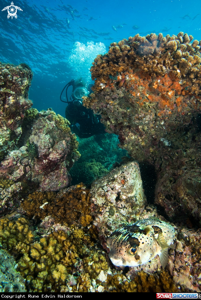 A Diver