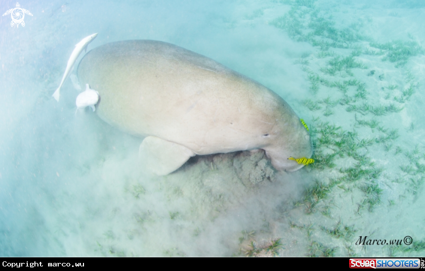A Dugong 