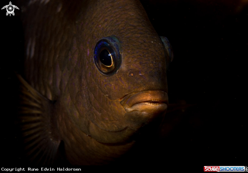 A Fish