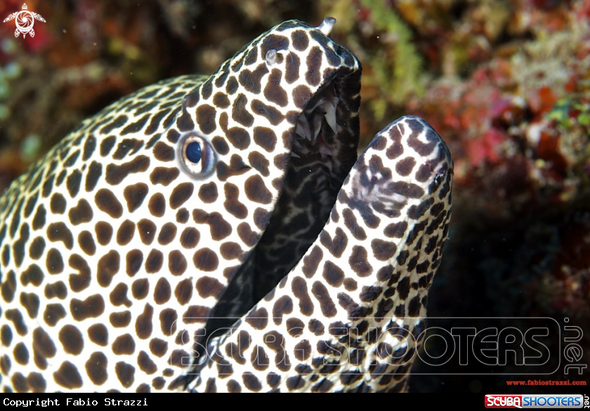 A underwater creature