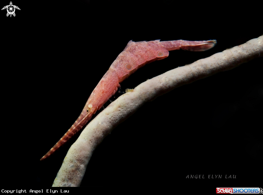 A Sawblade Shrimp