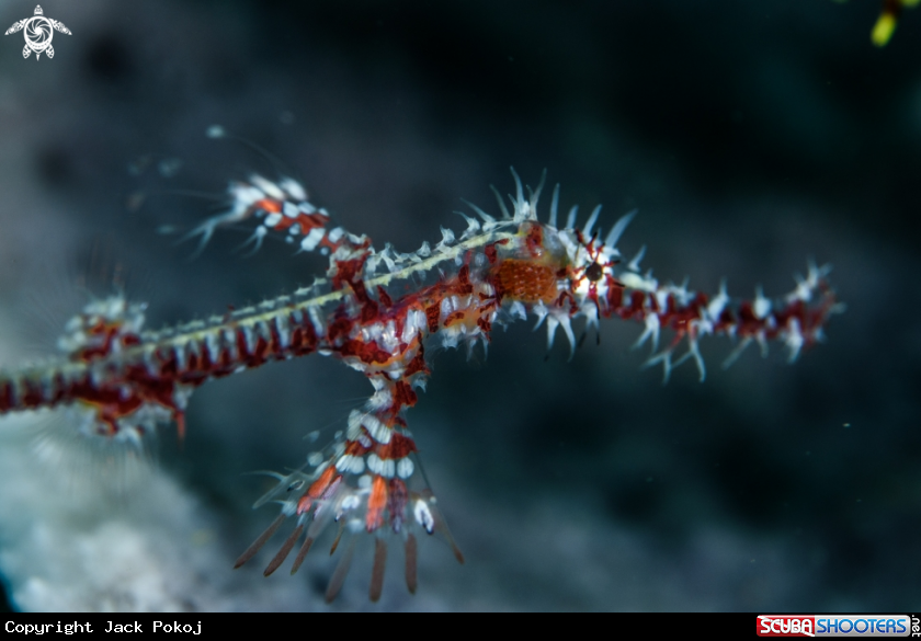 A Ornate ghost pipefish