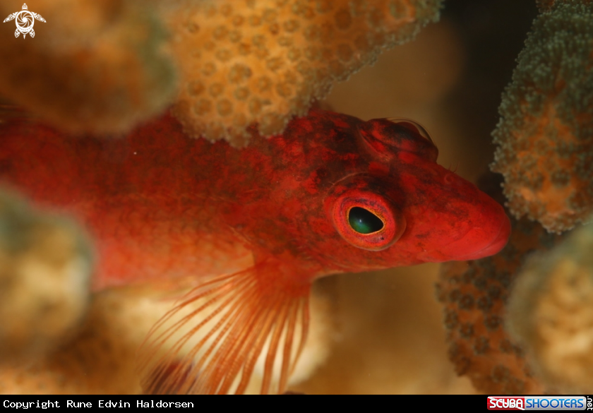 A Fish