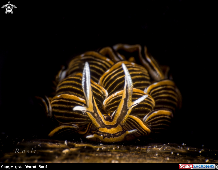 A Cyerce Nigra
