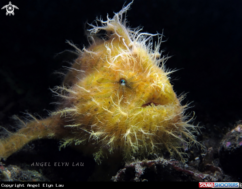 A Hairy frogfish
