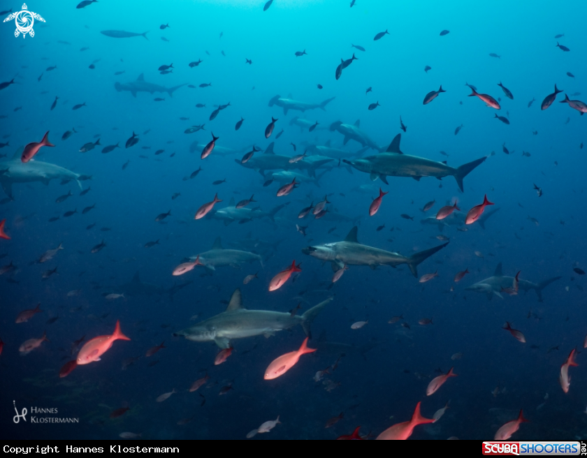 A Scalloped Hammerhead