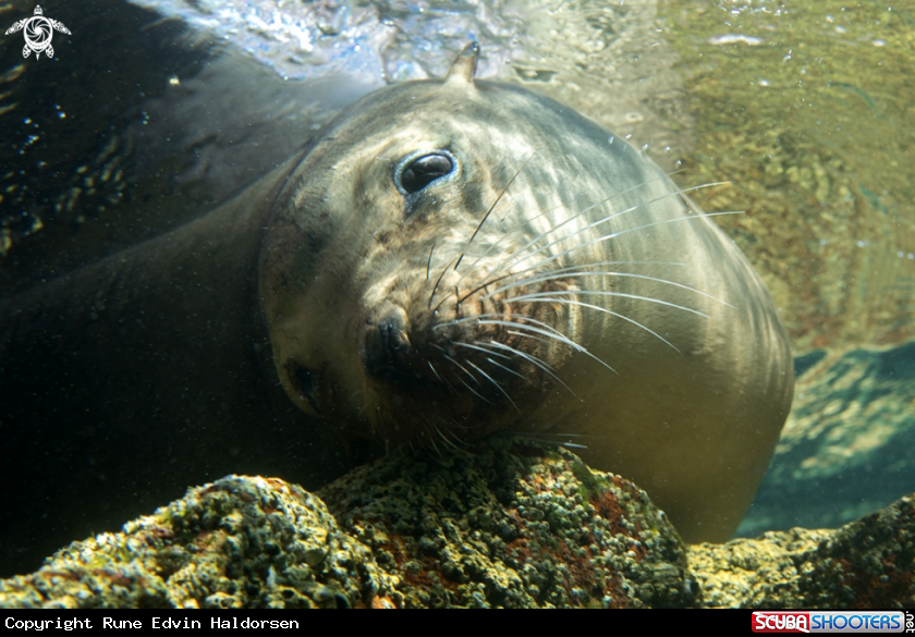 A California Sea Lion