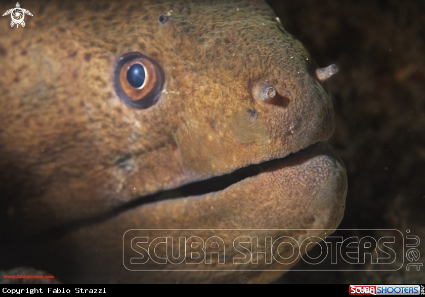 A Giant moray