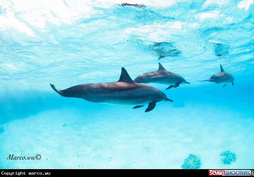 A Dolphin