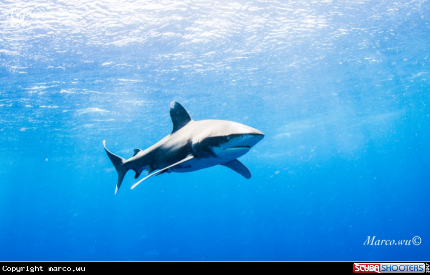 A Ocean white tip shark