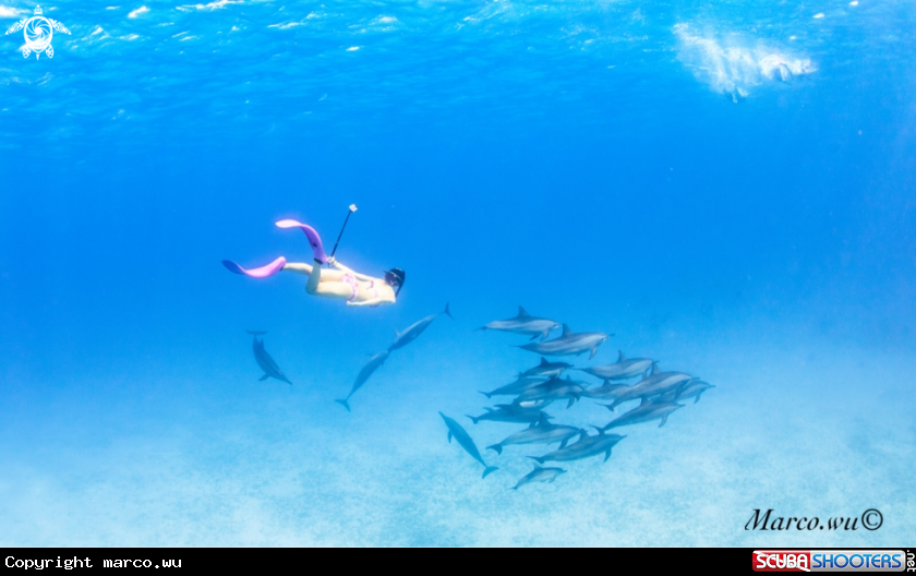 A Dolphin and diver 