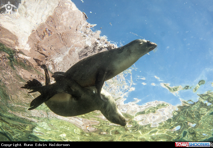 A California Sea Lion