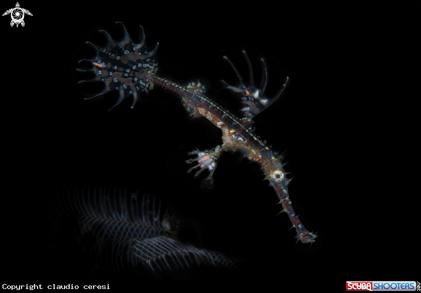 A pipe ghost fish