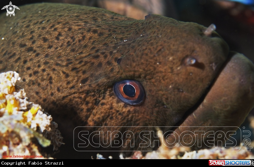 A Giant moray