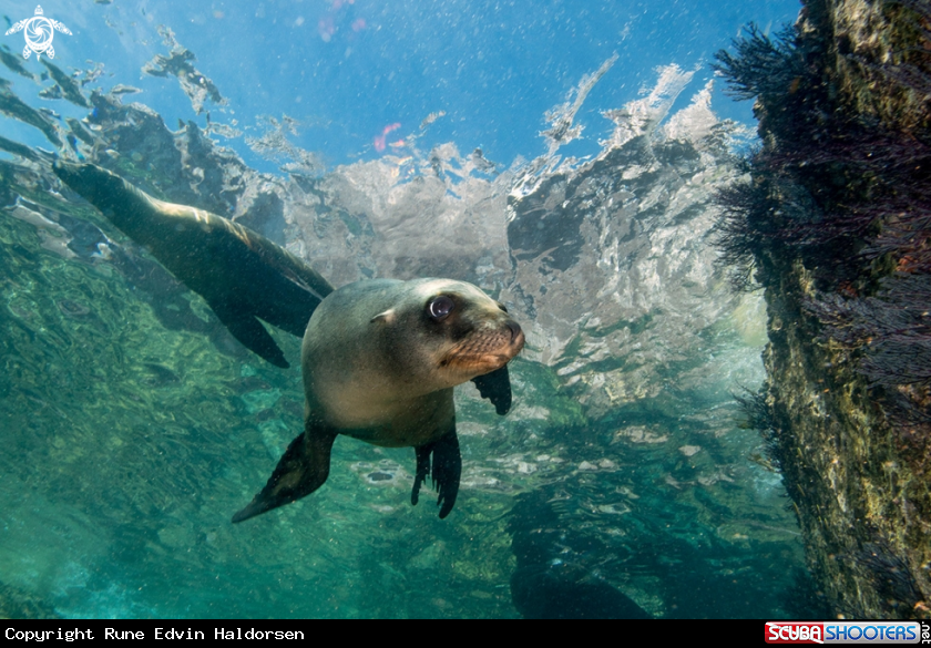 A Sea Lion 