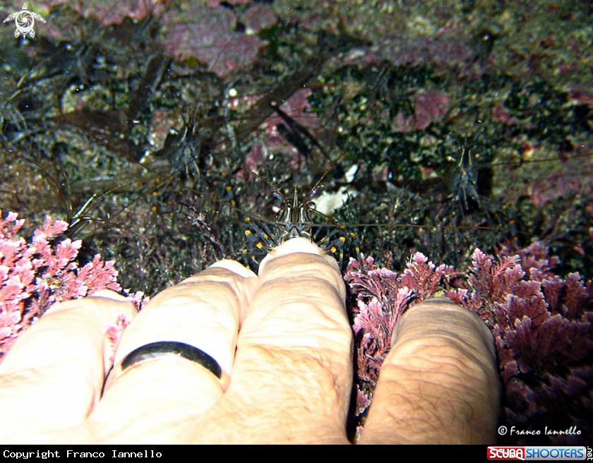 A Crayfish