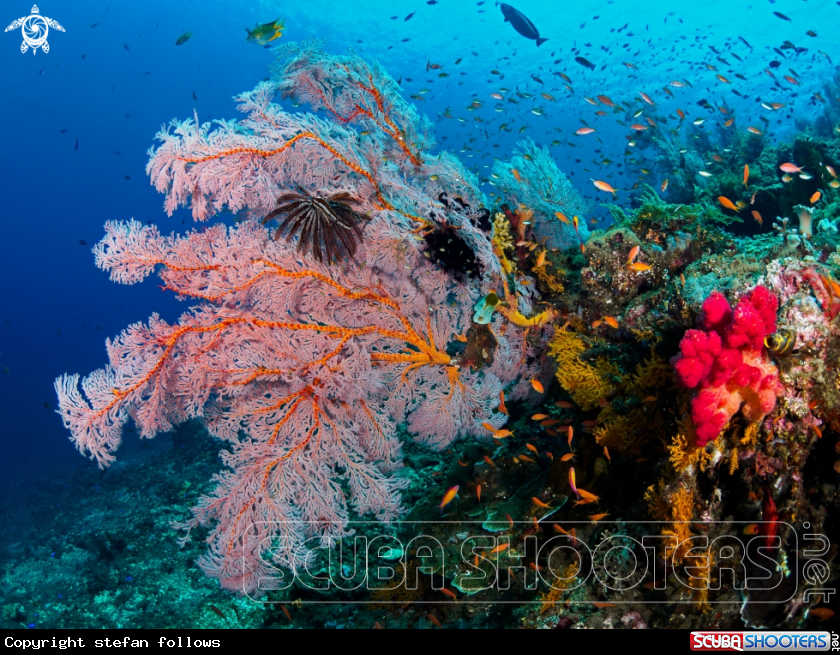 A Reef