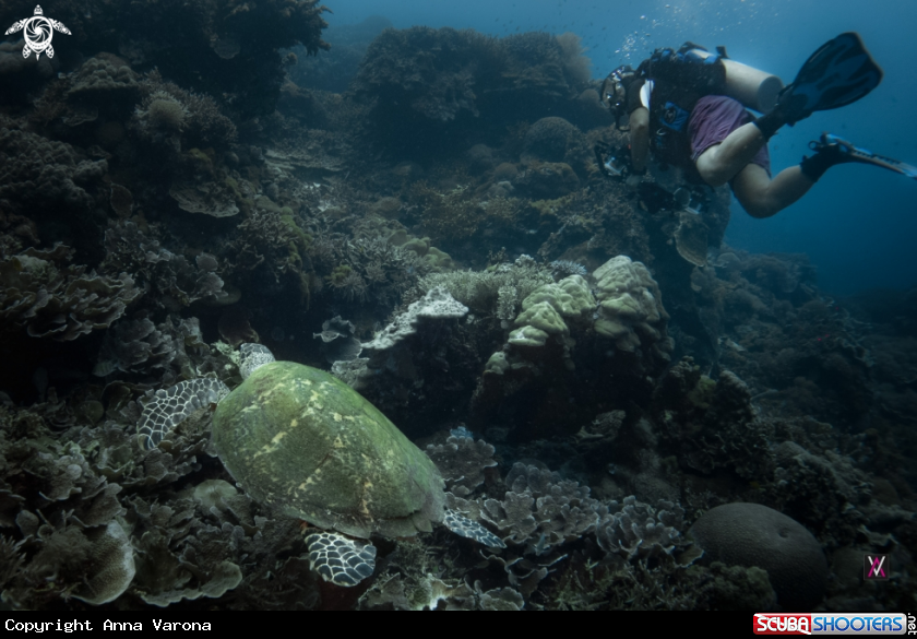 A Sea Turtle