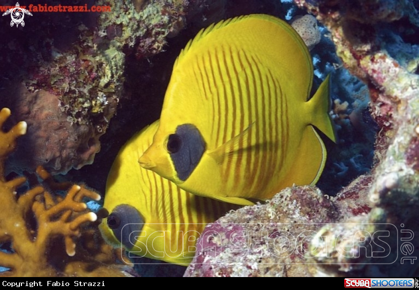 A underwater creature
