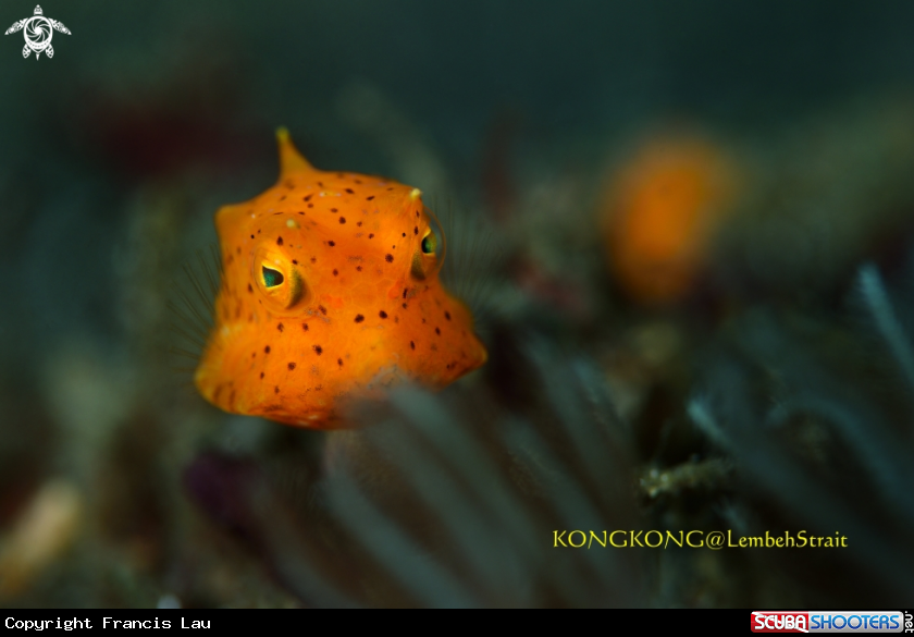 A Boxfish