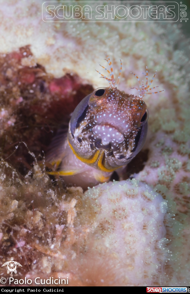 A Browncheek blenny 