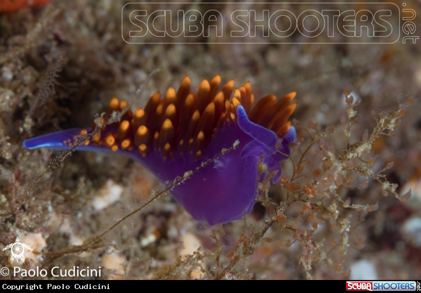 A Flabellina iodinea