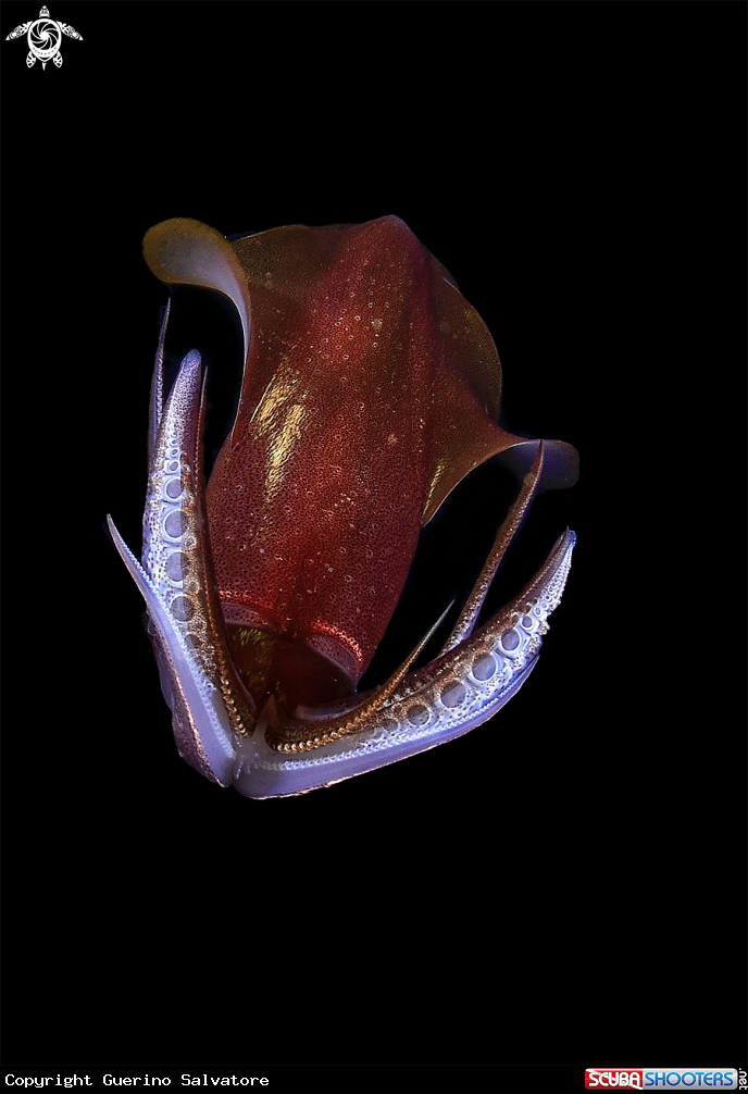 A Loligo vulgaris 