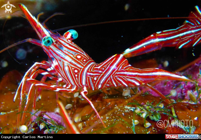 A Cleaning crab