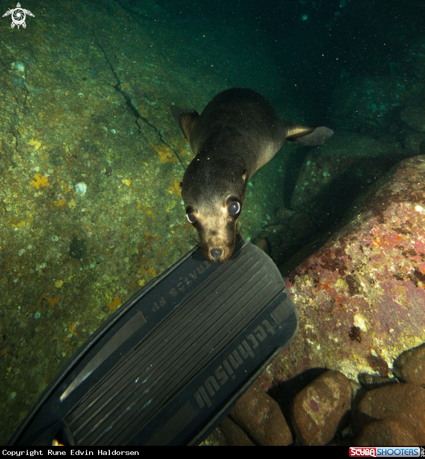 A California Sea Lion