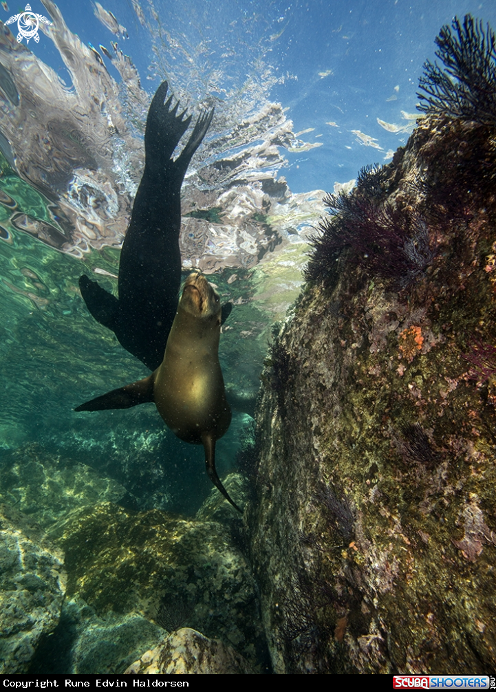 A California sea lions